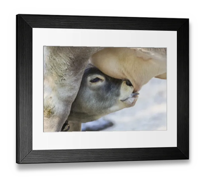 Framed Print : Suckling calf of a Domestic Cattle -Bos primigenius taurus- Framed Print : Suckling calf of a Domestic Cattle -Bos primigenius taurus-