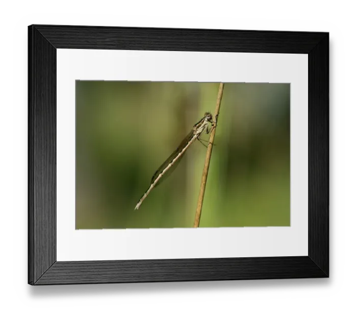 Framed Print : Common Winter Damselfly -Sympecma fusca-, male, Canton of Geneva, Switzerland Framed Print : Common Winter Damselfly -Sympecma fusca-, male, Canton of Geneva, Switzerland
