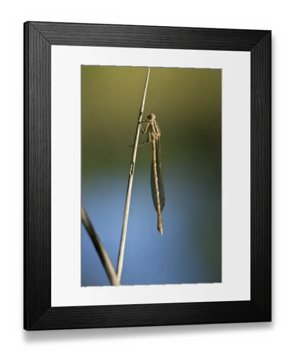 Framed Print : Common Winter Damselfly -Sympecma fusca-, female, Canton of Geneva, Switzerland Framed Print : Common Winter Damselfly -Sympecma fusca-, female, Canton of Geneva, Switzerland