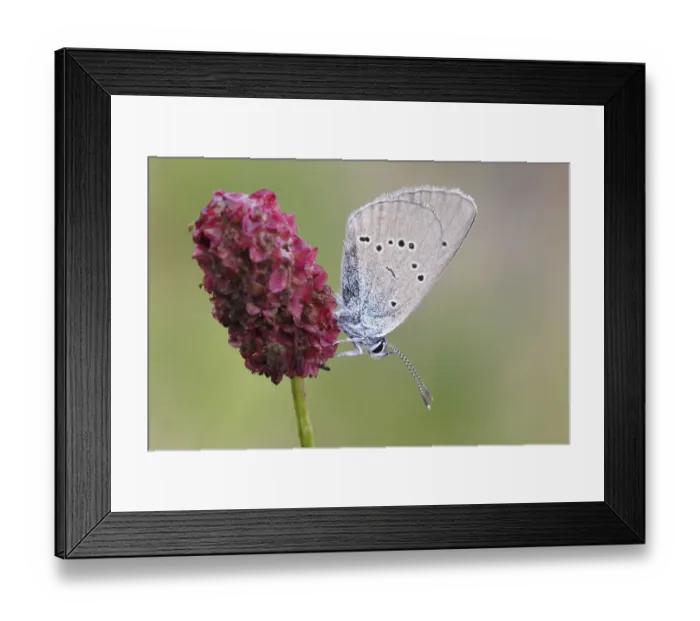 Framed Print : Mazarine Blue -Polyommatus semiargus- butterfly showing the underside of its wing on a Great Burnet -Sanguisorba officinalis-, North Rhine-Westphalia, Germany Framed Print : Mazarine Blue -Polyommatus semiargus- butterfly showing the underside of its wing on a Great Burnet -Sanguisorba officinalis-, North Rhine-Westphalia, Germany