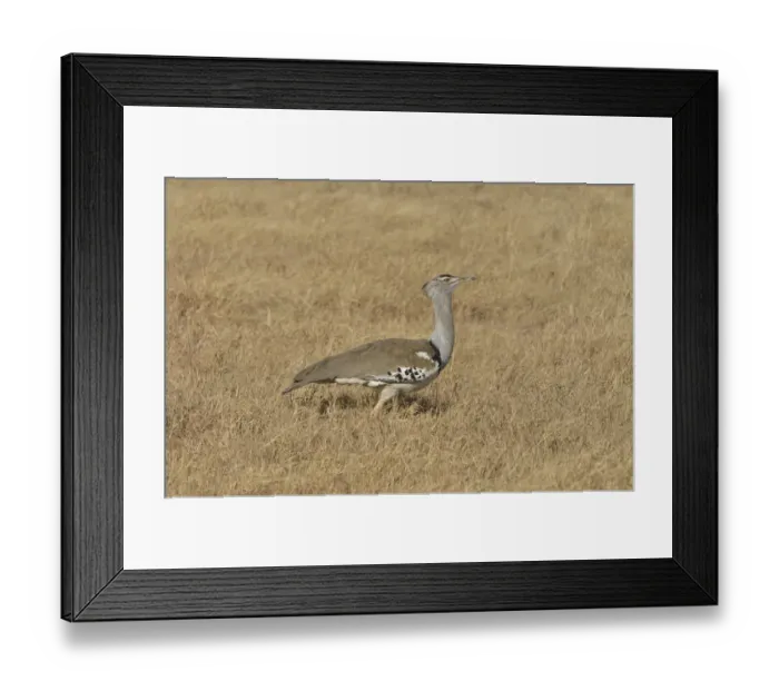 Framed Print : Kori Bustard -Ardeotis kori- in the Ngorongoro Crater, Ngorongoro Conservation Area, Tanzania Framed Print : Kori Bustard -Ardeotis kori- in the Ngorongoro Crater, Ngorongoro Conservation Area, Tanzania