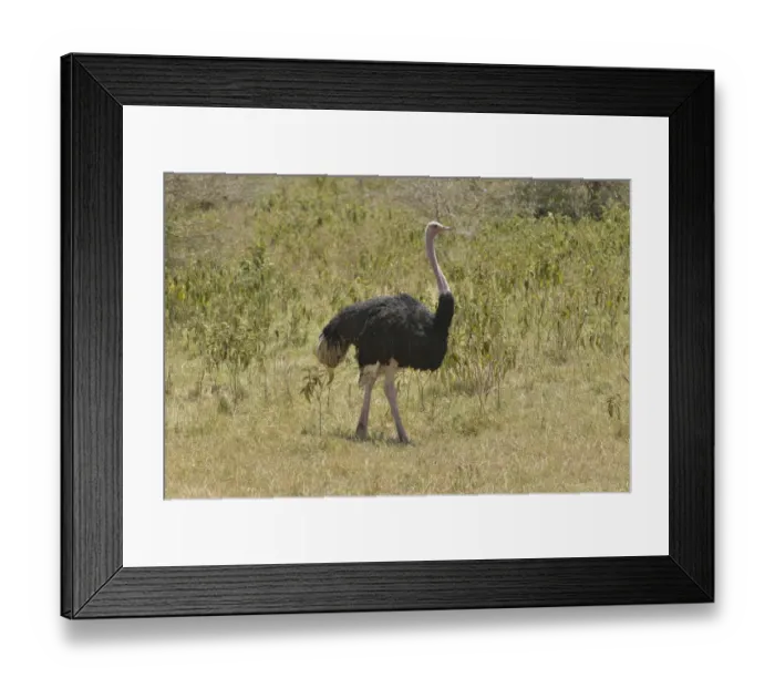 Framed Print : African ostrich -Struthio camelus- in the Ngorongoro Crater, Ngorongoro Conservation Area, Tanzania Framed Print : African ostrich -Struthio camelus- in the Ngorongoro Crater, Ngorongoro Conservation Area, Tanzania