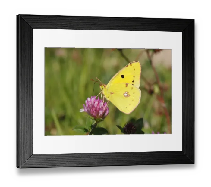 Framed Print : Pale Clouded Yellow -Colias hyale-, male butterfly on Red Clover -Trifolium pratense-, North Rhine-Westphalia, Germany