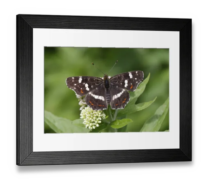 Framed Print : Map butterfly -Araschnia levana-, summer generation, perched on an agrimony flower, Altenseelbach, Neunkirchen, North Rhine-Westphalia, Germany Framed Print : Map butterfly -Araschnia levana-, summer generation, perched on an agrimony flower, Altenseelbach, Neunkirchen, North Rhine-Westphalia, Germany