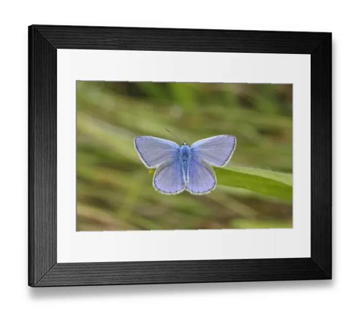 Framed Print : Common Blue -Polyommatus icarus- perched on a blade of grass, Altenseelbach, Neunkirchen, North Rhine-Westphalia, Germany Framed Print : Common Blue -Polyommatus icarus- perched on a blade of grass, Altenseelbach, Neunkirchen, North Rhine-Westphalia, Germany