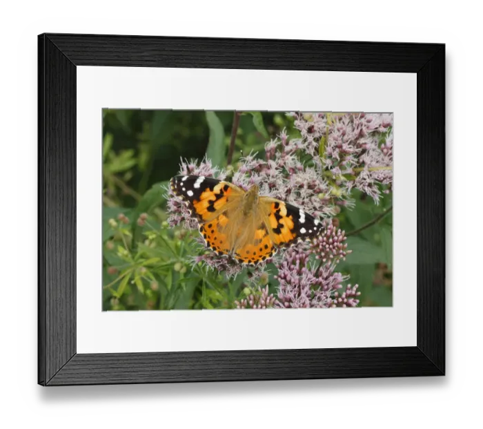 Framed Print : Painted Lady -Vanessa cardui, Cynthia cardui- perched on wild majoram, Altenseelbach, Neunkirchen, North Rhine-Westphalia, Germany Framed Print : Painted Lady -Vanessa cardui, Cynthia cardui- perched on wild majoram, Altenseelbach, Neunkirchen, North Rhine-Westphalia, Germany