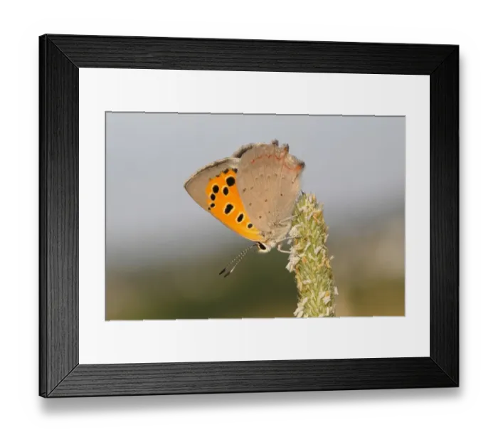 Framed Print : Small Copper -Lycaena phlaeas- basking on a grass flower, Altenseelbach, Neunkirchen, North Rhine-Westphalia, Germany Framed Print : Small Copper -Lycaena phlaeas- basking on a grass flower, Altenseelbach, Neunkirchen, North Rhine-Westphalia, Germany