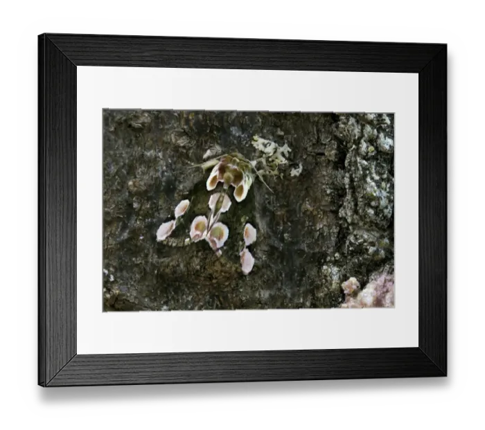 Framed Print : Peach Blossom -Thyatira batis-, camouflage, Upper Bavaria, Bavaria, Germany Framed Print : Peach Blossom -Thyatira batis-, camouflage, Upper Bavaria, Bavaria, Germany