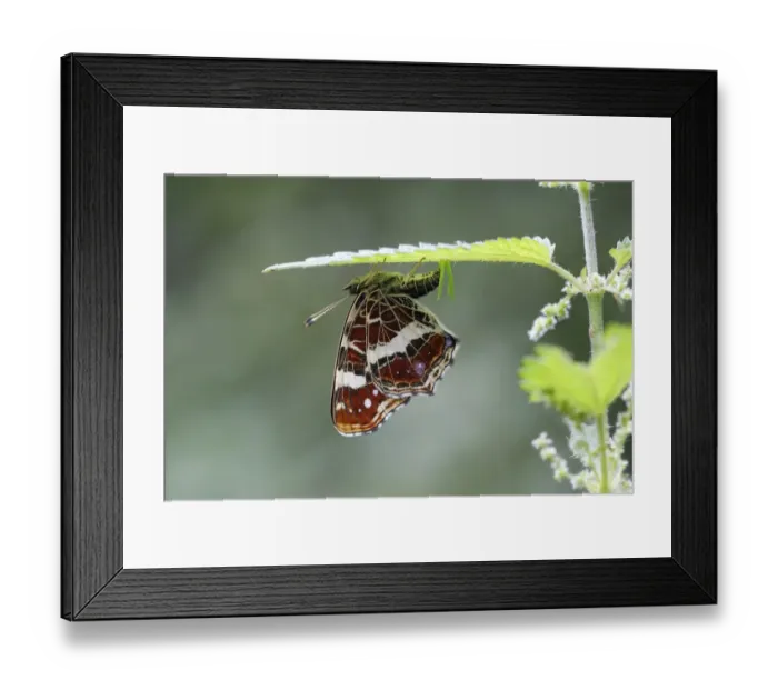 Framed Print : Map butterfly -Araschnia levana- laying eggs on the underside of a nettle leaf, Altenseelbach, Neunkirchen, North Rhine-Westphalia, Germany Framed Print : Map butterfly -Araschnia levana- laying eggs on the underside of a nettle leaf, Altenseelbach, Neunkirchen, North Rhine-Westphalia, Germany