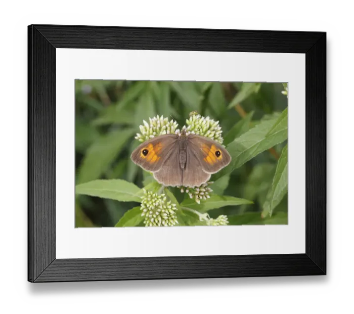Framed Print : Meadow Brown -Maniola jurtina-, female perched on an agrimony flower, Altenseelbach, Neunkirchen, North Rhine-Westphalia, Germany Framed Print : Meadow Brown -Maniola jurtina-, female perched on an agrimony flower, Altenseelbach, Neunkirchen, North Rhine-Westphalia, Germany