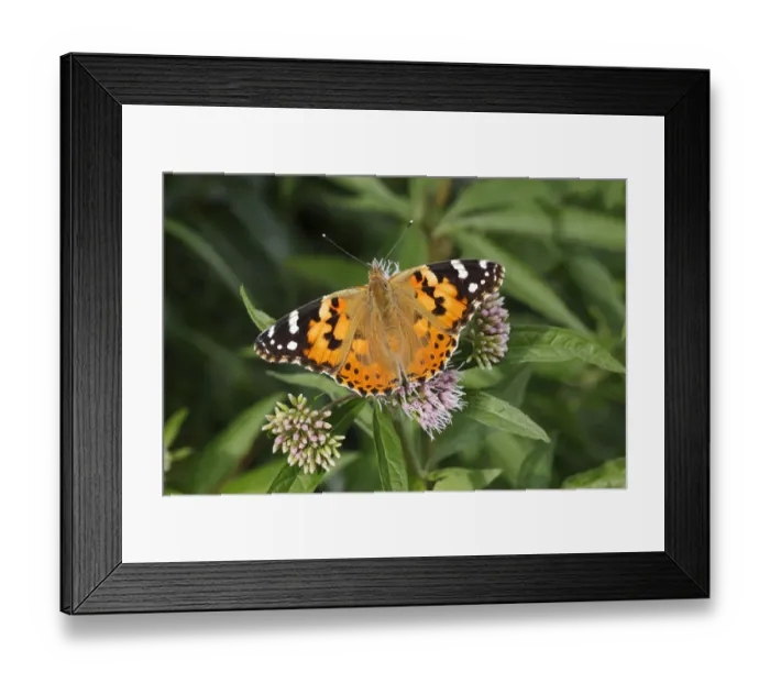 Framed Print : Painted Lady -Vanessa cardui, Cynthia cardui- perched on wild majoram, Altenseelbach, Neunkirchen, North Rhine-Westphalia, Germany Framed Print : Painted Lady -Vanessa cardui, Cynthia cardui- perched on wild majoram, Altenseelbach, Neunkirchen, North Rhine-Westphalia, Germany