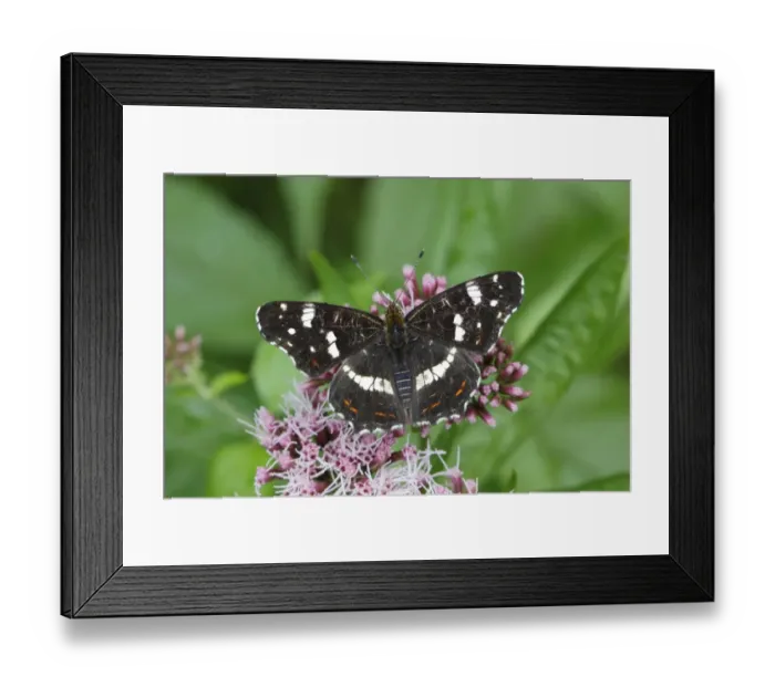 Framed Print : Map butterfly -Araschnia levana-, summer generation, perched on an agrimony flower, Altenseelbach, Neunkirchen, North Rhine-Westphalia, Germany