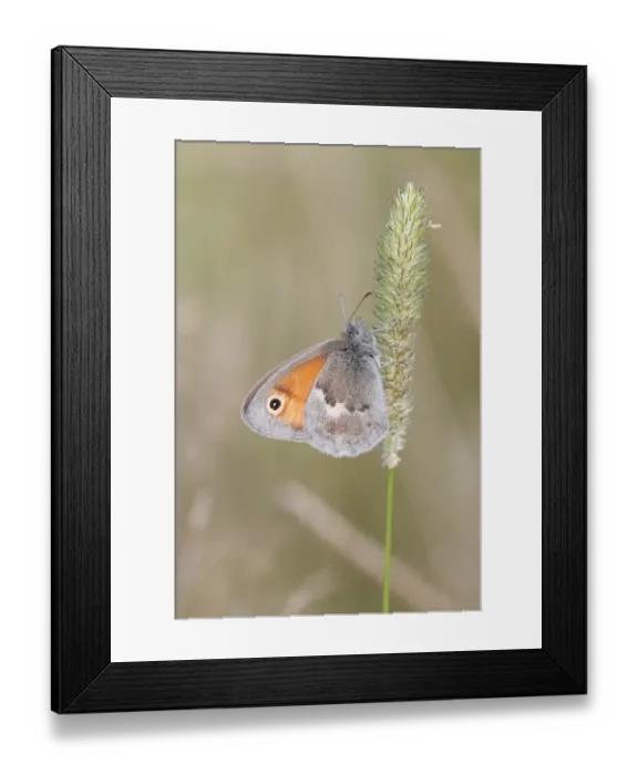 Framed Print : Small Heath butterfly -Coenonympha pamphilus- perched on a grass flower, Altenseelbach, Neunkirchen, North Rhine-Westphalia, Germany Framed Print : Small Heath butterfly -Coenonympha pamphilus- perched on a grass flower, Altenseelbach, Neunkirchen, North Rhine-Westphalia, Germany