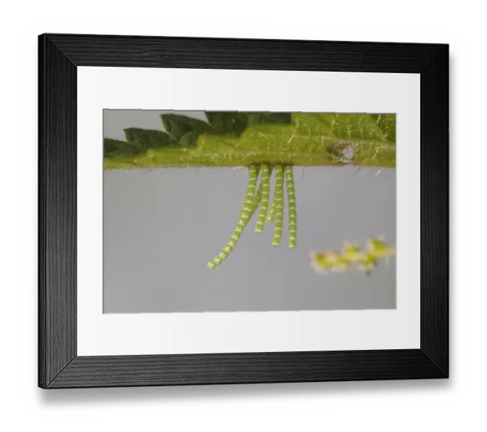 Framed Print : Long strings of eggs from the Map butterfly -Araschnia levana- on a nettle leaf, Altenseelbach, Neunkirchen, North Rhine-Westphalia, Germany