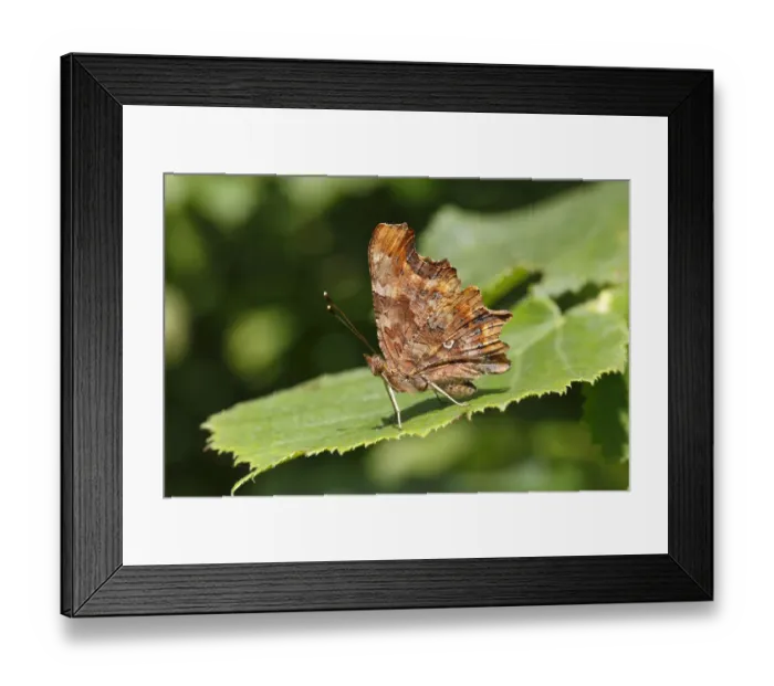 Framed Print : Comma butterfly -Polygonia c-album, Syn Nymphalis c-album- perched on a leaf, Altenseelbach, Neunkirchen, North Rhine-Westphalia, Germany Framed Print : Comma butterfly -Polygonia c-album, Syn Nymphalis c-album- perched on a leaf, Altenseelbach, Neunkirchen, North Rhine-Westphalia, Germany