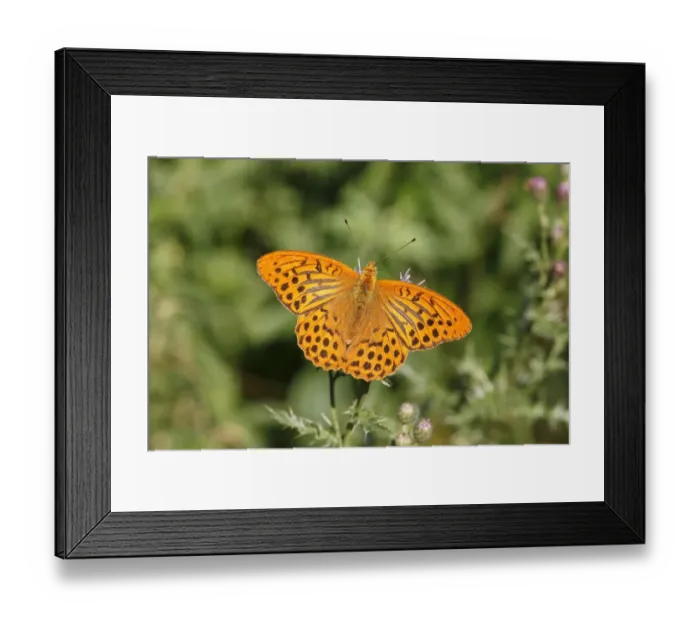 Framed Print : Silver-washed Fritillary -Argynnis paphia-, Altenseelbach, Neunkirchen, North Rhine-Westphalia, Germany Framed Print : Silver-washed Fritillary -Argynnis paphia-, Altenseelbach, Neunkirchen, North Rhine-Westphalia, Germany