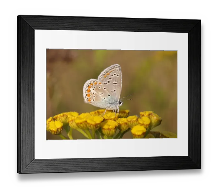 Framed Print : Common Blue -Polyommatus icarus- perched on a tansy, Altenseelbach, Neunkirchen, North Rhine-Westphalia, Germany Framed Print : Common Blue -Polyommatus icarus- perched on a tansy, Altenseelbach, Neunkirchen, North Rhine-Westphalia, Germany