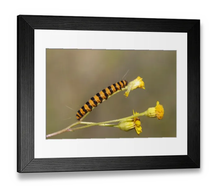 Framed Print : Cinnabar Moth -Tyria jacobaeae-, caterpillar feeding on yellow ragwort flowers -Senecio sp. -, Altenseelbach, Neunkirchen, North Rhine-Westphalia, Germany Framed Print : Cinnabar Moth -Tyria jacobaeae-, caterpillar feeding on yellow ragwort flowers -Senecio sp. -, Altenseelbach, Neunkirchen, North Rhine-Westphalia, Germany