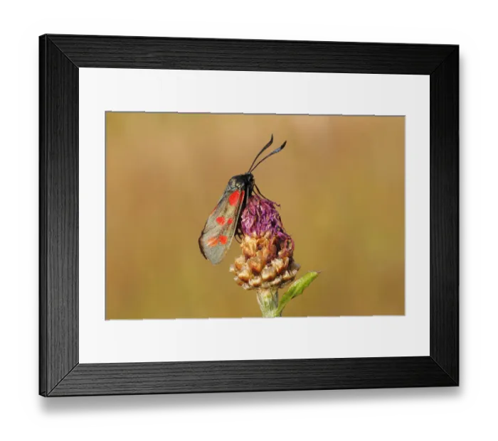 Framed Print : Six-spot Burnet -Zygaena filipendulae, Anthrocera filipendulae- perched on a meadow plant, Altenseelbach, Neunkirchen, North Rhine-Westphalia, Germany