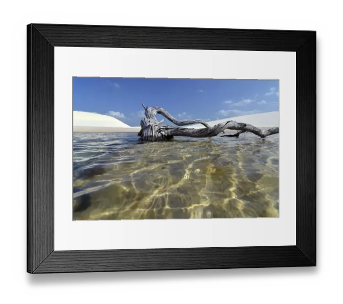 Framed Print : Dead tree in a freshwater lagoon, Parque Nacional dos Lencois Maranhenses or Lencois Maranhenses National Park, Maranhao, Brazil Framed Print : Dead tree in a freshwater lagoon, Parque Nacional dos Lencois Maranhenses or Lencois Maranhenses National Park, Maranhao, Brazil
