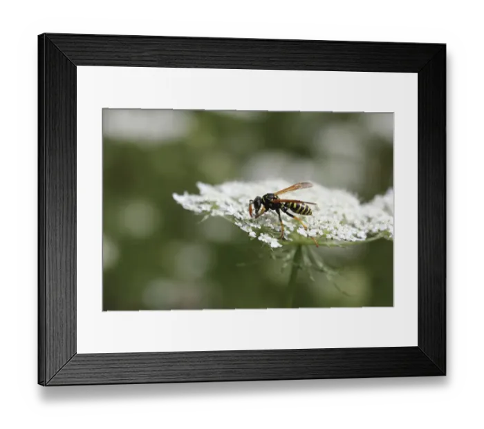 Framed Print : Wasp -Vespula-, Biberach an der Riss, Upper Swabia, Baden-Wurttemberg, Germany Framed Print : Wasp -Vespula-, Biberach an der Riss, Upper Swabia, Baden-Wurttemberg, Germany