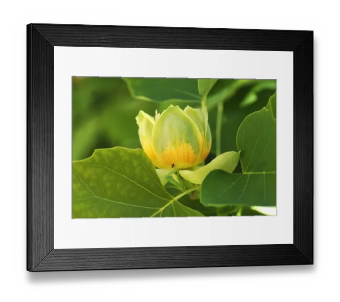Framed Print : Tulip Tree -Liriodendron tulipifera-, blossom, Salzburg, Salzburg State, Austria Framed Print : Tulip Tree -Liriodendron tulipifera-, blossom, Salzburg, Salzburg State, Austria
