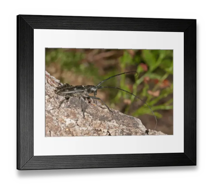 Framed Print : Marmorated Longhorn Beetle -Monochamus sutor- on a tree trunk, Vorarlberg, Austria Framed Print : Marmorated Longhorn Beetle -Monochamus sutor- on a tree trunk, Vorarlberg, Austria