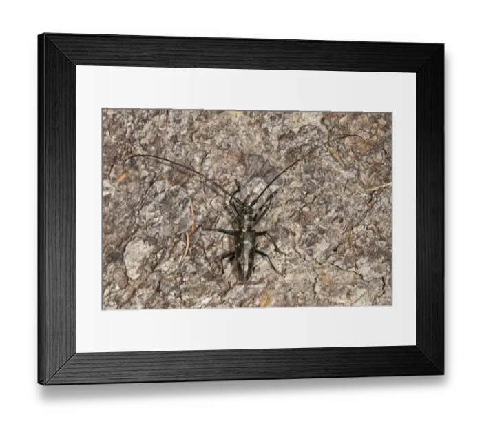 Framed Print : Marmorated Longhorn Beetle -Monochamus sutor- on a tree trunk, Vorarlberg, Austria Framed Print : Marmorated Longhorn Beetle -Monochamus sutor- on a tree trunk, Vorarlberg, Austria