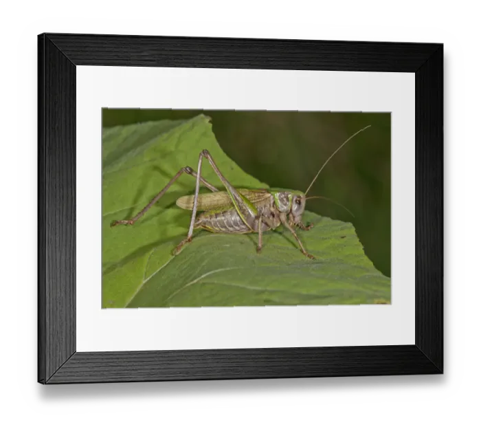 Framed Print : Wart-biter Cricket -Decticus verrucivorus- on the leaf of a Butterbur, Kampen, Vorarlberg, Austria Framed Print : Wart-biter Cricket -Decticus verrucivorus- on the leaf of a Butterbur, Kampen, Vorarlberg, Austria