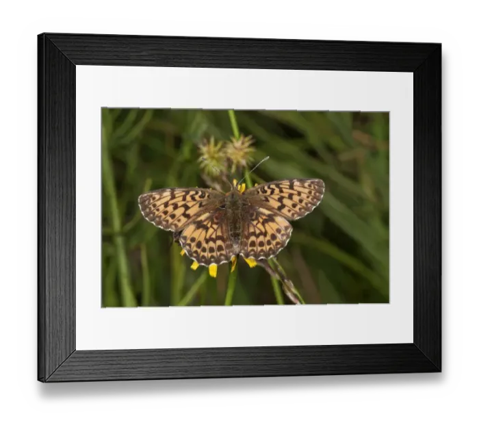Framed Print : Titanias Fritillary or Purple Bog Fritillary -Clossiana titania-, Vorarlberg, Austria Framed Print : Titanias Fritillary or Purple Bog Fritillary -Clossiana titania-, Vorarlberg, Austria