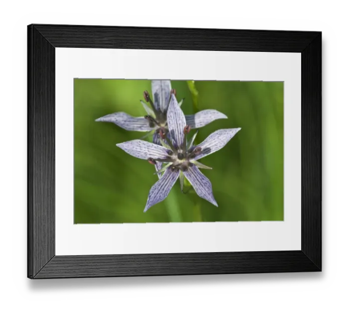 Framed Print : Felwort -Swertia perennis-, Vorarlberg, Austria