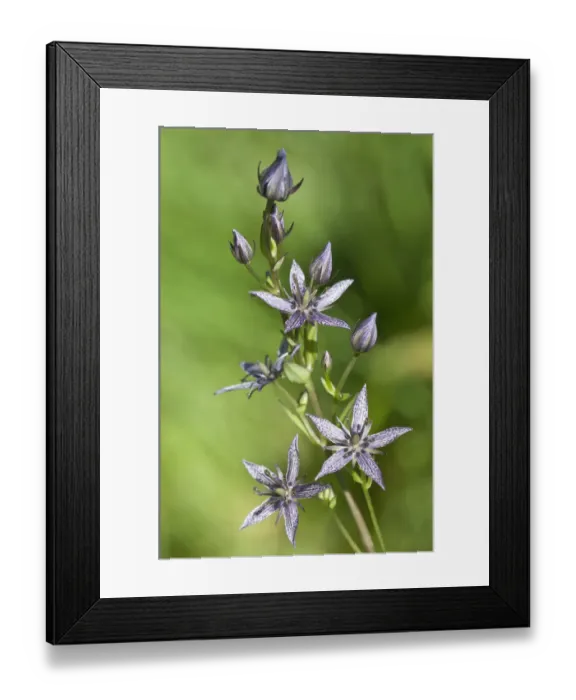 Framed Print : Felwort -Swertia perennis-, Vorarlberg, Austria Framed Print : Felwort -Swertia perennis-, Vorarlberg, Austria
