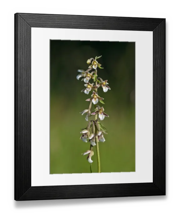 Framed Print : Marsh Helleborine -Epipactis palustris-, Vorarlberg, Austria Framed Print : Marsh Helleborine -Epipactis palustris-, Vorarlberg, Austria