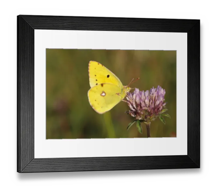 Framed Print : Pale Clouded Yellow -Colias hyale-, male perched on the flower of a red clover, Altenseelbach, Neunkirchen, North Rhine-Westphalia, Germany Framed Print : Pale Clouded Yellow -Colias hyale-, male perched on the flower of a red clover, Altenseelbach, Neunkirchen, North Rhine-Westphalia, Germany