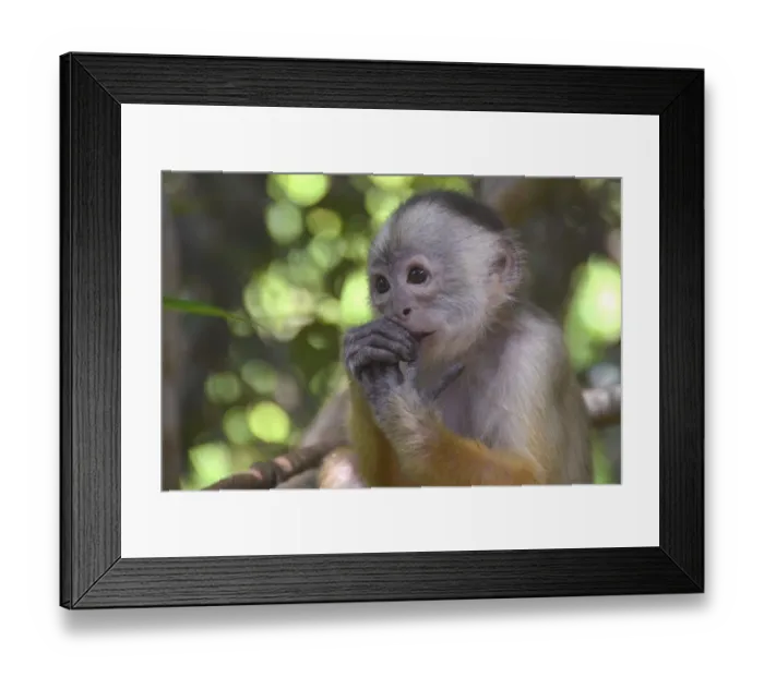 Framed Print : White-fronted Capuchin -Cebus albifrons-, Mamiraua Sustainable Development Reserve, Amazonas, Brazil Framed Print : White-fronted Capuchin -Cebus albifrons-, Mamiraua Sustainable Development Reserve, Amazonas, Brazil