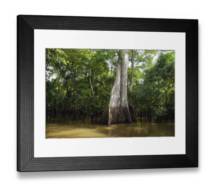 Framed Print : Jungle giant in the flooded forests of Varzea, Mamiraua Sustainable Development Reserve, Amazonas State, Brazil Framed Print : Jungle giant in the flooded forests of Varzea, Mamiraua Sustainable Development Reserve, Amazonas State, Brazil