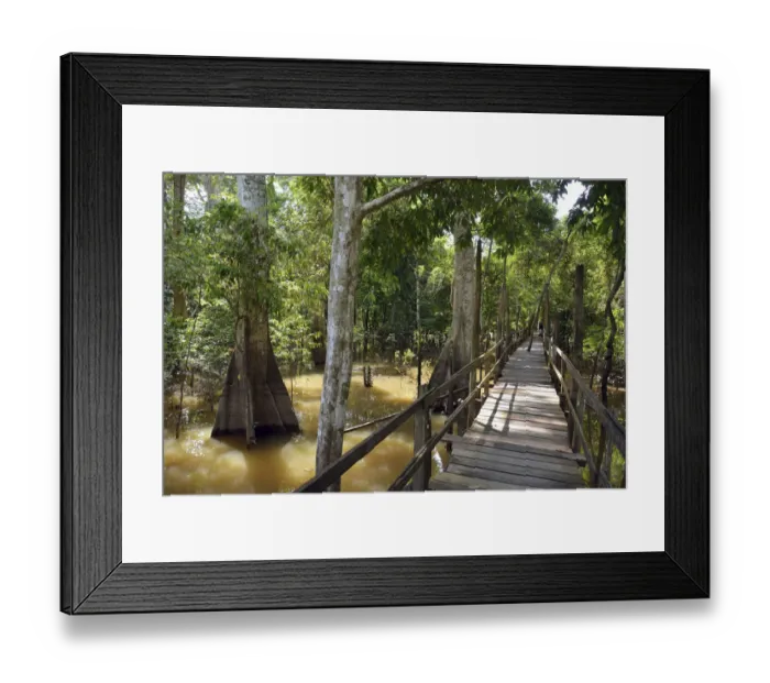 Framed Print : Boardwalk in the flooded forests of Varzea, Manaus, Amazonas State, Brazil Framed Print : Boardwalk in the flooded forests of Varzea, Manaus, Amazonas State, Brazil