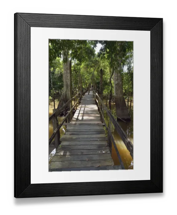 Framed Print : Boardwalk in the flooded forests of Varzea, Manaus, Amazonas State, Brazil Framed Print : Boardwalk in the flooded forests of Varzea, Manaus, Amazonas State, Brazil