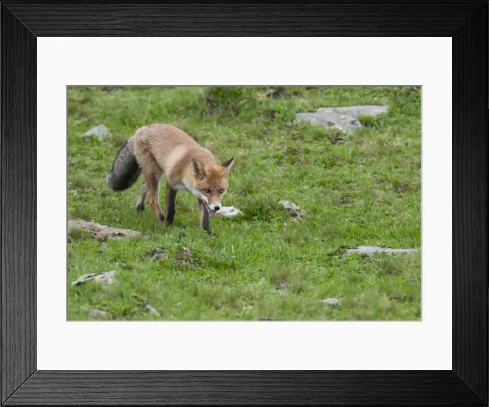 Framed Print : Red Fox -Vulpes vulpes- on foot on an alpine meadow, Tyrolean Unterland, Tyrol, Austria