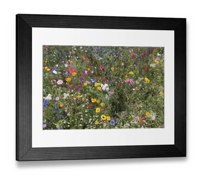 Framed Print : Blooming colourful flower meadow, garden sowing, Allgau, Bavaria, Germany Framed Print : Blooming colourful flower meadow, garden sowing, Allgau, Bavaria, Germany