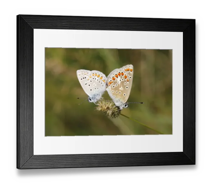 Framed Print : Common Blue -Polyommatus icarus- butterflies mating on a grass flower, North Rhine-Westphalia, Germany