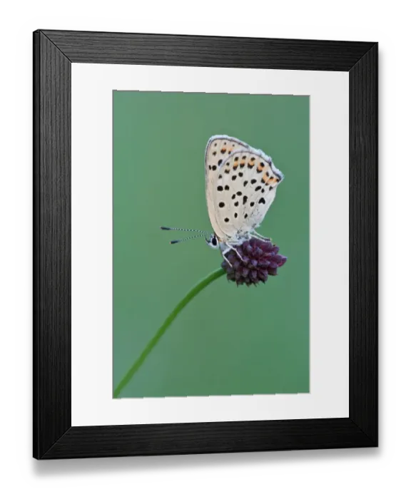 Framed Print : Sooty Copper -Lycaena tityrus- on Great Burnet -Sanguisorba officinalis-, Hessen, Germany Framed Print : Sooty Copper -Lycaena tityrus- on Great Burnet -Sanguisorba officinalis-, Hessen, Germany