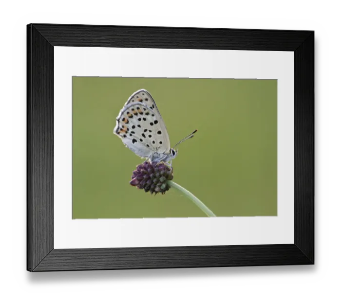Framed Print : Sooty Copper -Lycaena tityrus- on Great Burnet -Sanguisorba officinalis-, Hessen, Germany