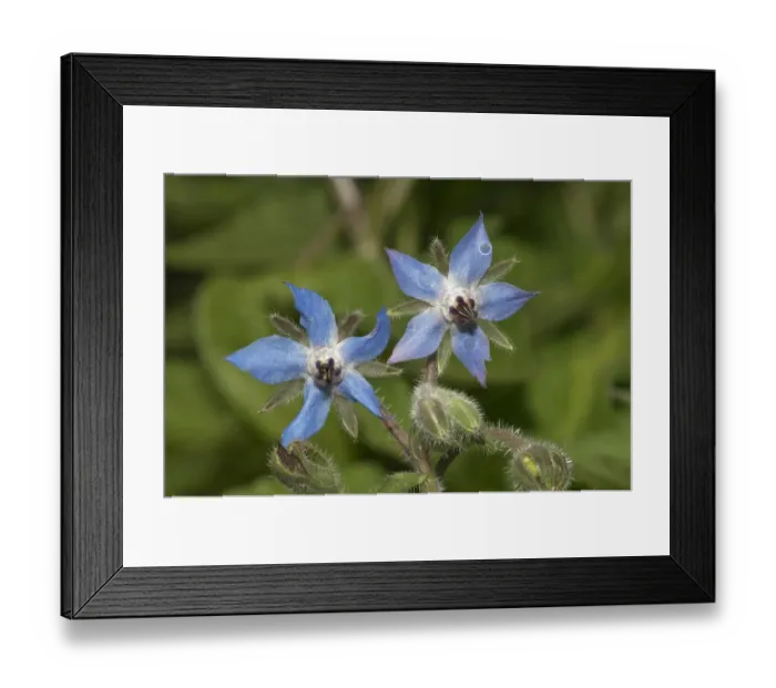 Framed Print : Borage or Starflower -Borago officinalis-, Baden-Wuerttemberg, Germany Framed Print : Borage or Starflower -Borago officinalis-, Baden-Wuerttemberg, Germany