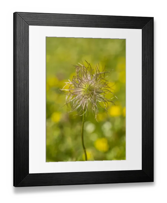 Framed Print : Common Pasque Flower -Pulsatilla vulgaris-, Hesse, Germany