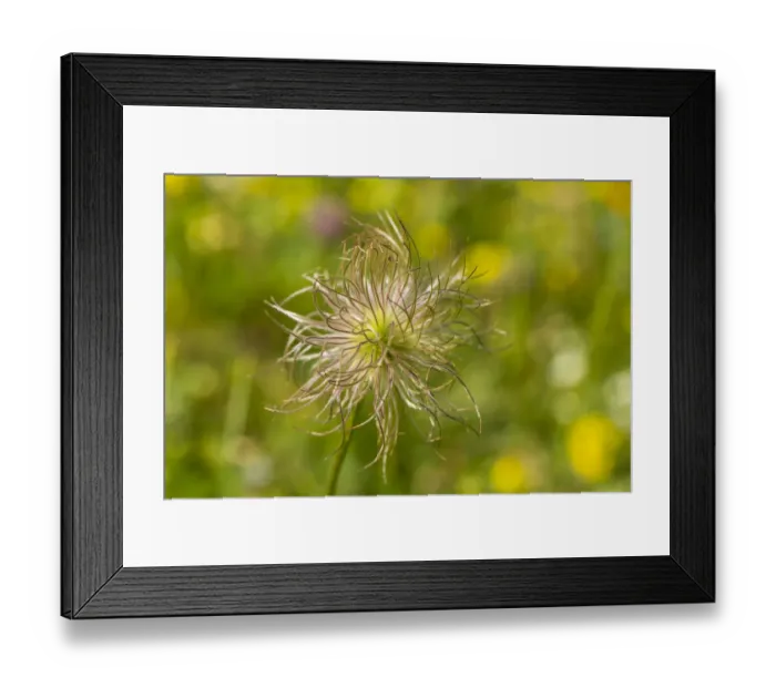 Framed Print : Common Pasque Flower -Pulsatilla vulgaris-, Hesse, Germany Framed Print : Common Pasque Flower -Pulsatilla vulgaris-, Hesse, Germany