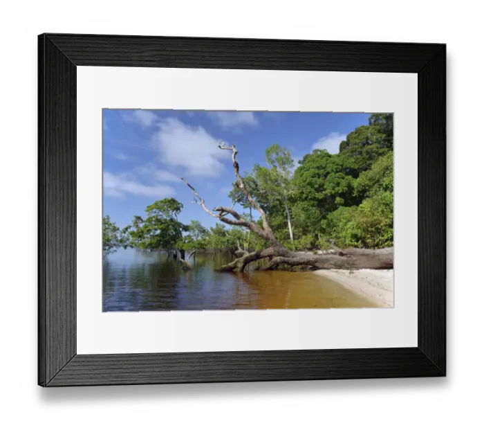 Framed Print : Tree trunk of a giant rainforest trees lying on the banks of the Amazon and Rio Solimoes, Mamiraua Sustainable Development Reserve in Tefe, Amazonas, Brazil Framed Print : Tree trunk of a giant rainforest trees lying on the banks of the Amazon and Rio Solimoes, Mamiraua Sustainable Development Reserve in Tefe, Amazonas, Brazil