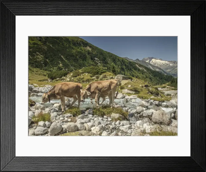 Framed Print : Cows in Zemmgrund valley with Zemmbach stream, Ginzling, Zillertal valley, Tyrol, Austria Framed Print : Cows in Zemmgrund valley with Zemmbach stream, Ginzling, Zillertal valley, Tyrol, Austria
