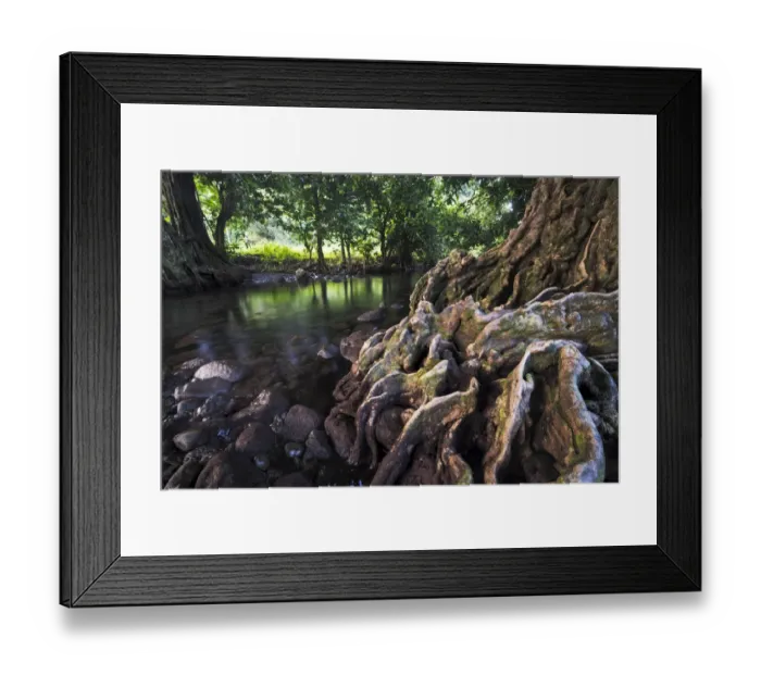 Framed Print : Chestnut tree at a river, Taveuni, Fiji