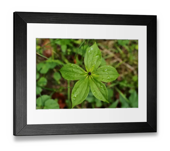 Framed Print : Herb Paris or True Lovers Knot -Paris quadrifolia-, Berchtesgadener Land District, Upper Bavaria, Bavaria, Germany Framed Print : Herb Paris or True Lovers Knot -Paris quadrifolia-, Berchtesgadener Land District, Upper Bavaria, Bavaria, Germany